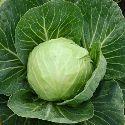 HYBRID CABBAGE- RESIST CROWN SEED - JJ'S DEPOT HARDWARE AND FARM SUPPLIES